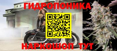 шишки Кандалакша